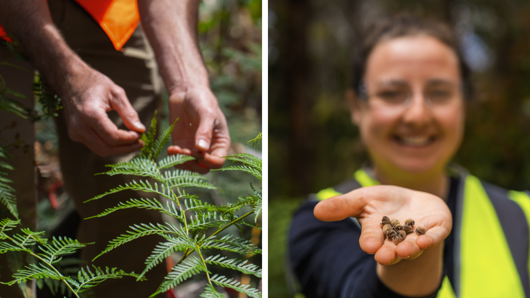 Future Seeds Program volunteers begin their quest to collect 1 million native seeds at the Arve Valley seed collection workshop.