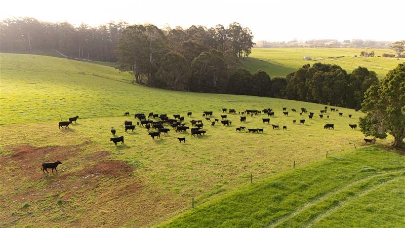 Black cattle grazing on rolling green pasture in a rural farming landscape