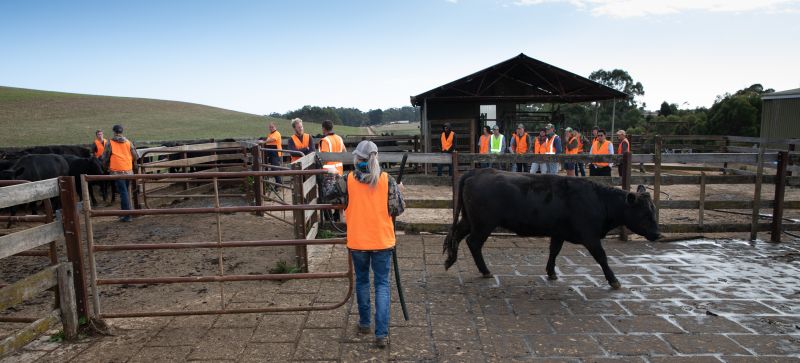 Students on Freer Farm Learning amongst the cows