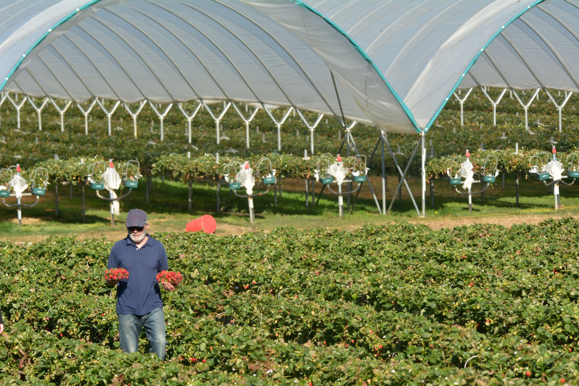 Farmer picking berries in the field