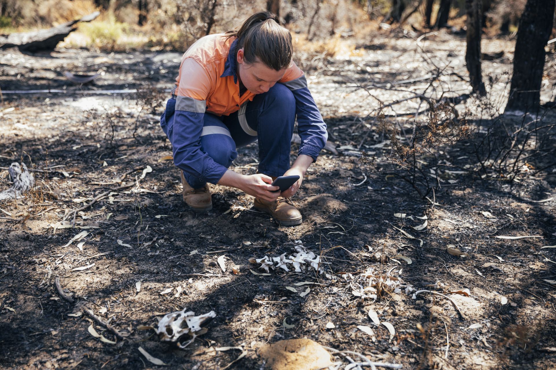 Person crouched down taking a photo of some bones on the ground in the bush