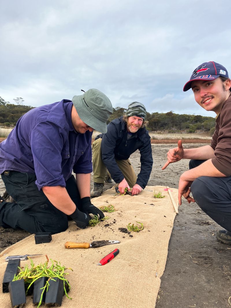 Three TasTAFE learners planting saltmarsh seedlings at Moulting Lagoon