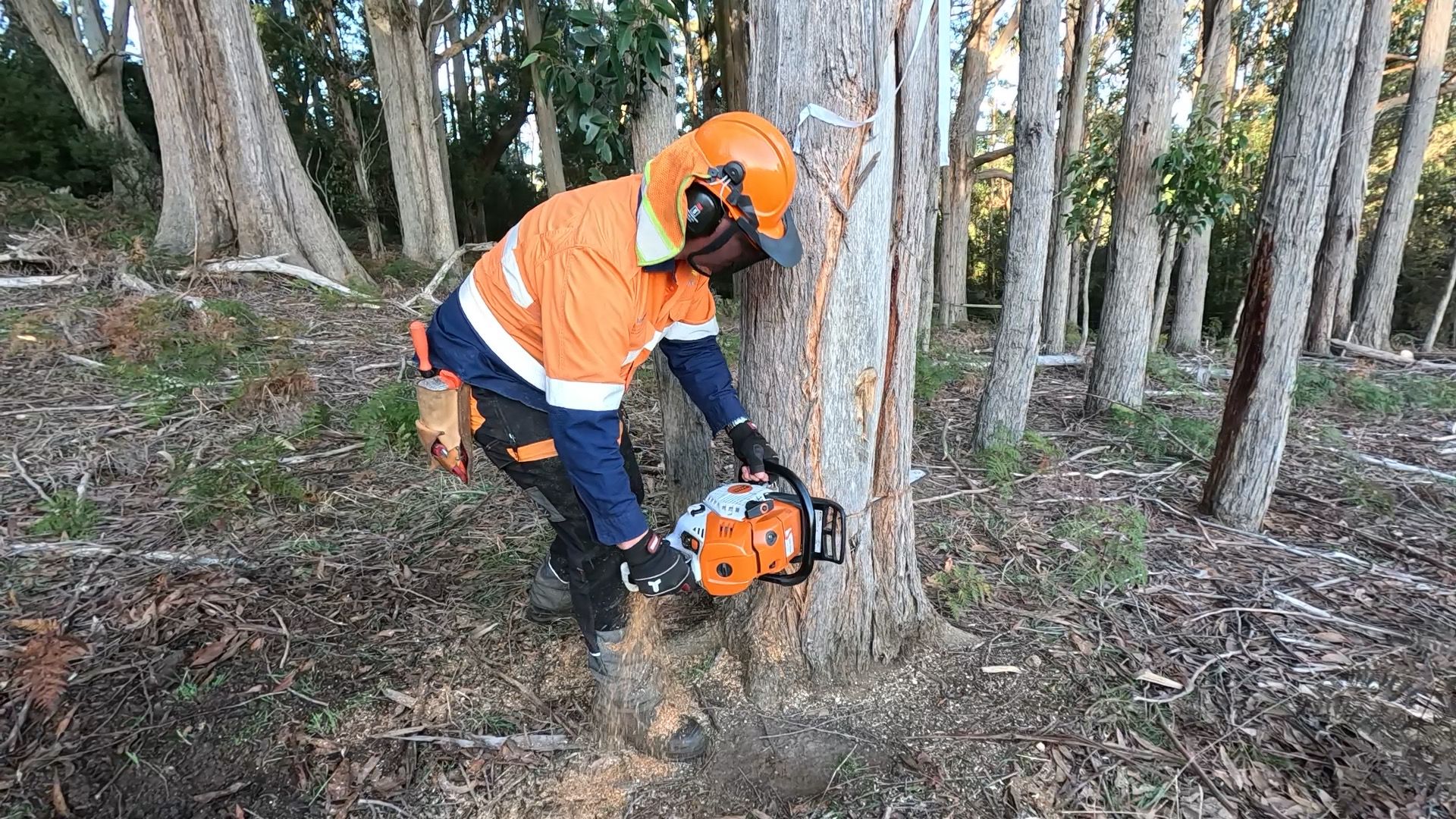 Group of people standing in hi Visibility clothing watching while another person holds a guid rope connected to a tree