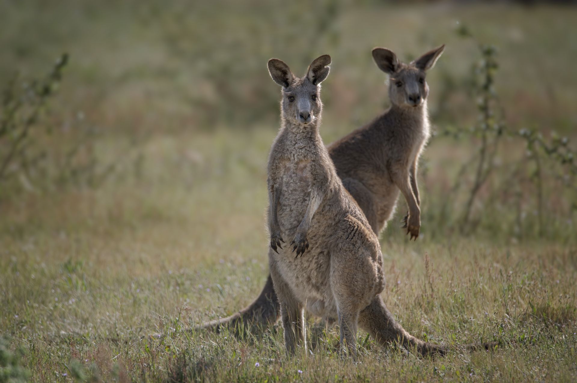 Wallabies in an open field