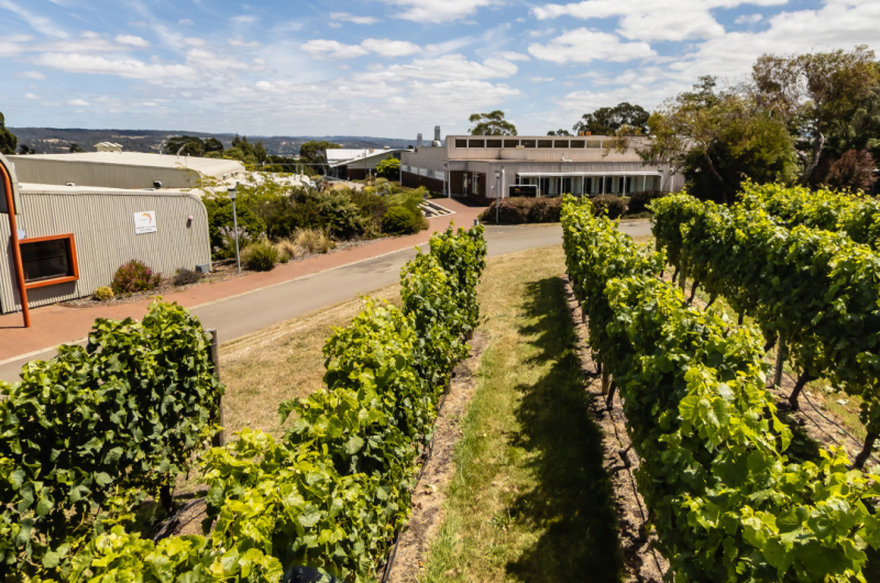 TasTAFE vineyard